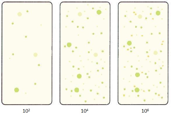 Bacteria Dip Slide Chart